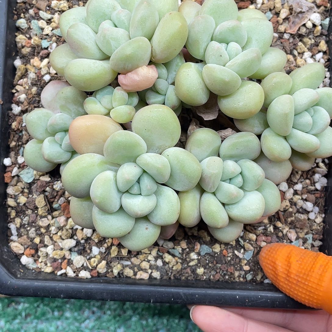 泡泡糖一物一拍28包邮非偏远