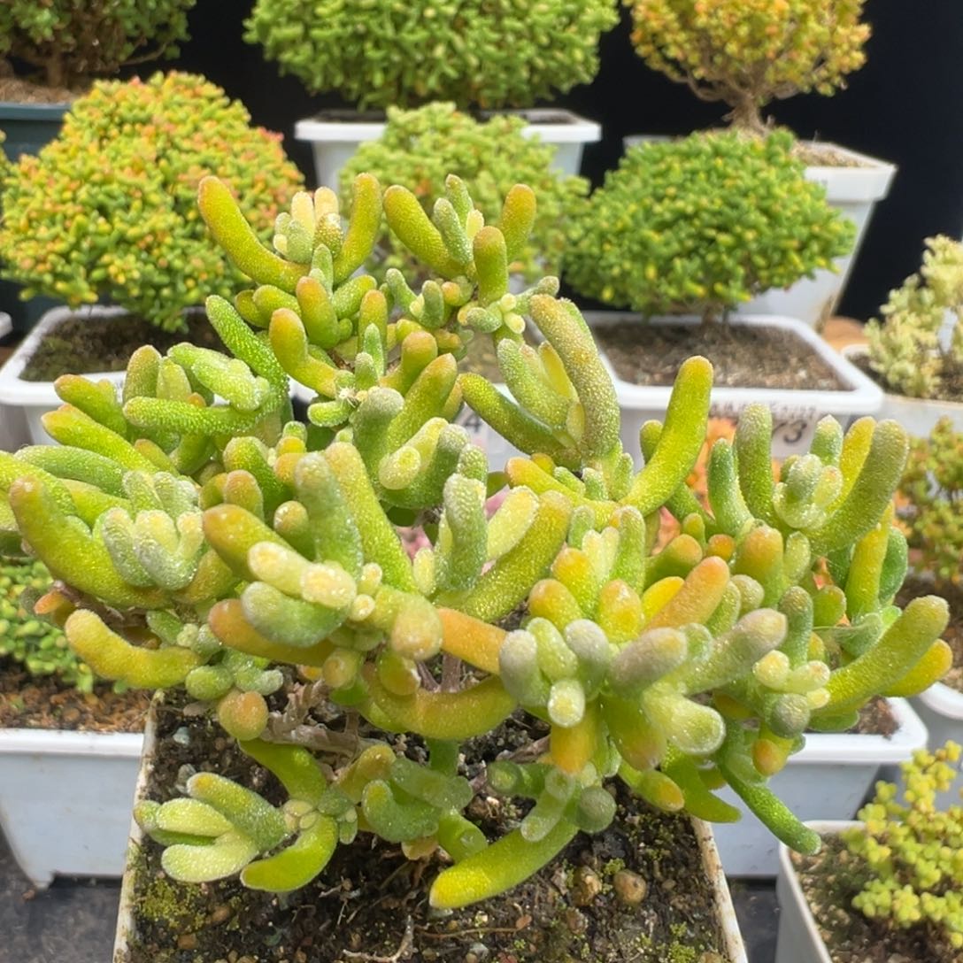 D7418钻石锦一物一拍