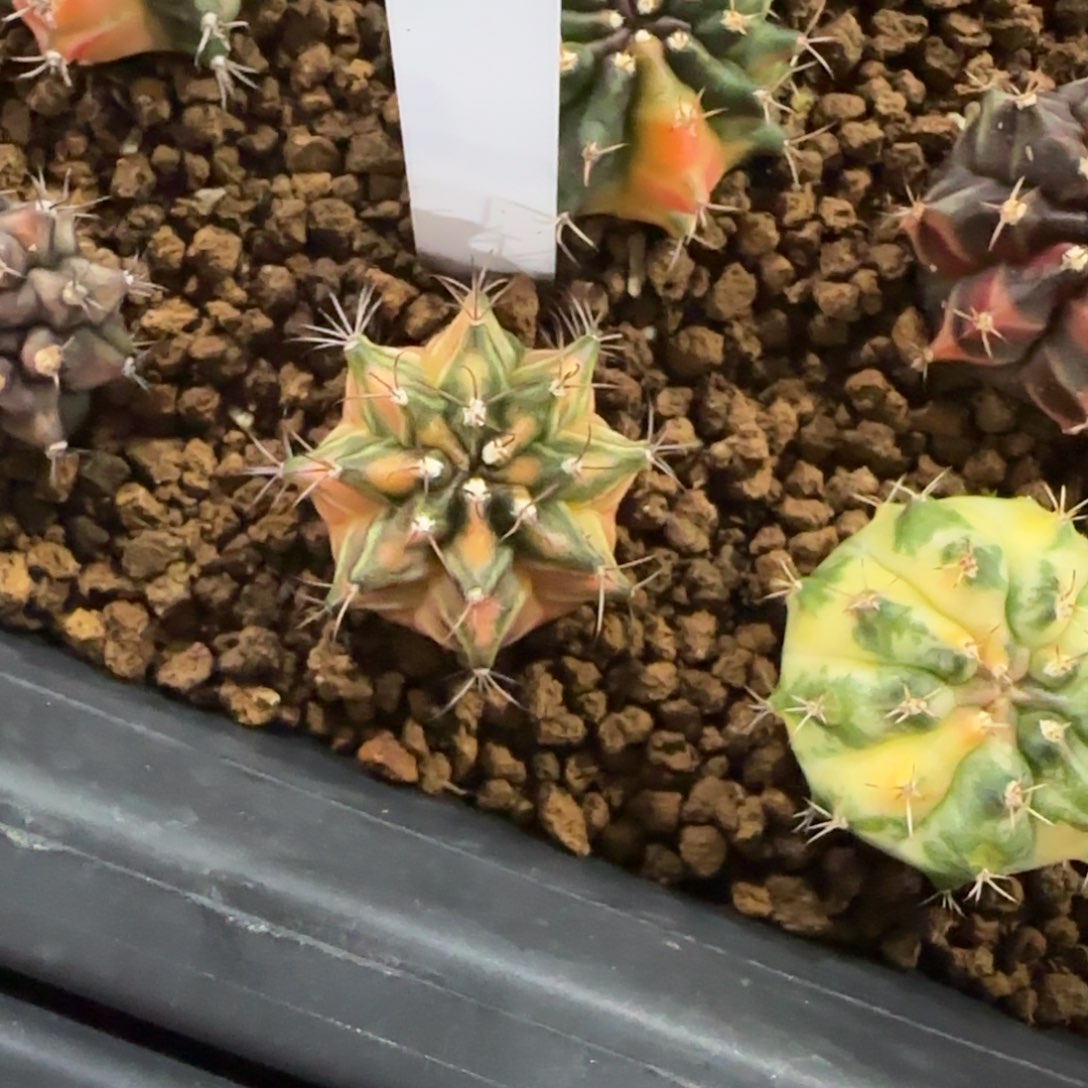 133-0115泰国发货多肉