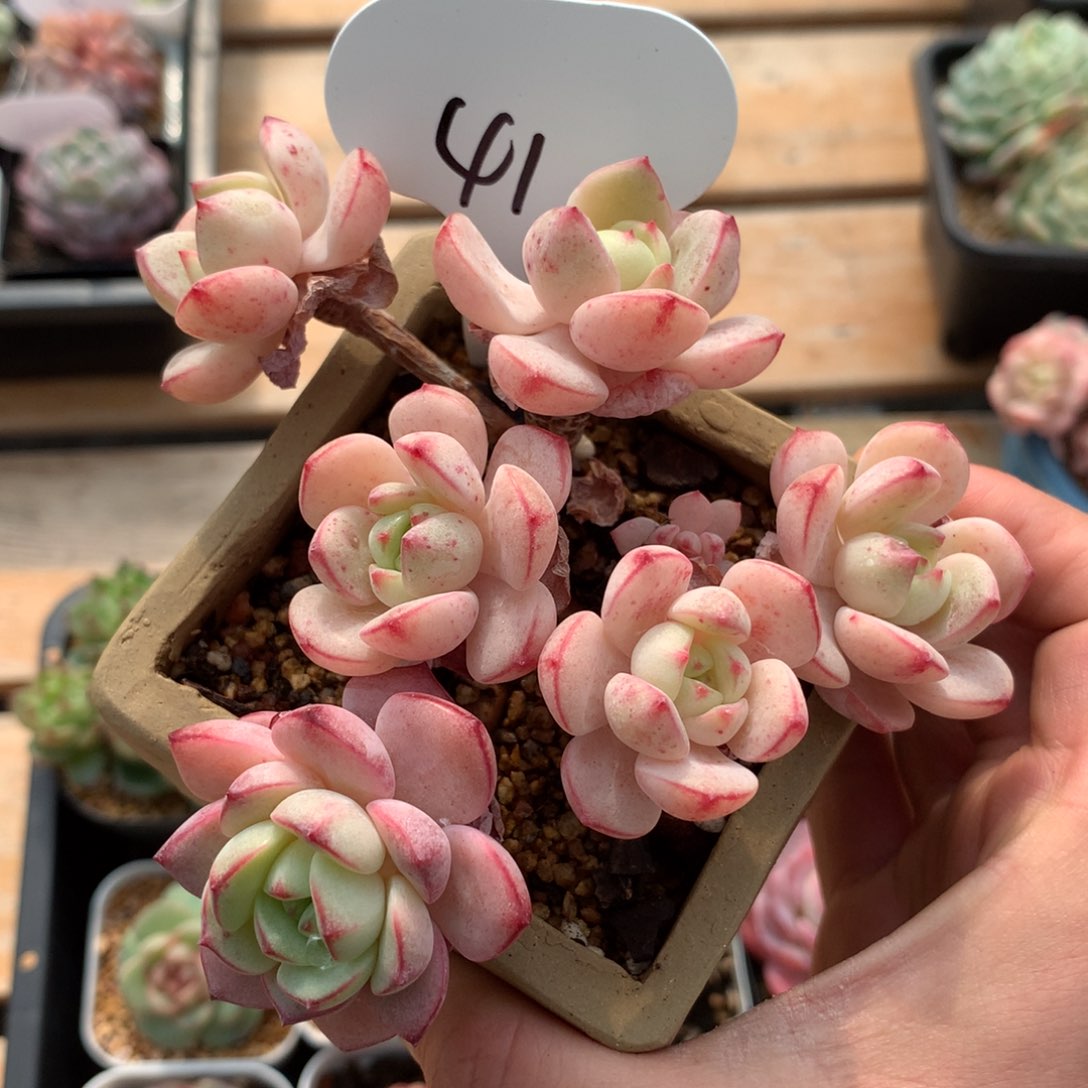 韩货香草老桩无砍41