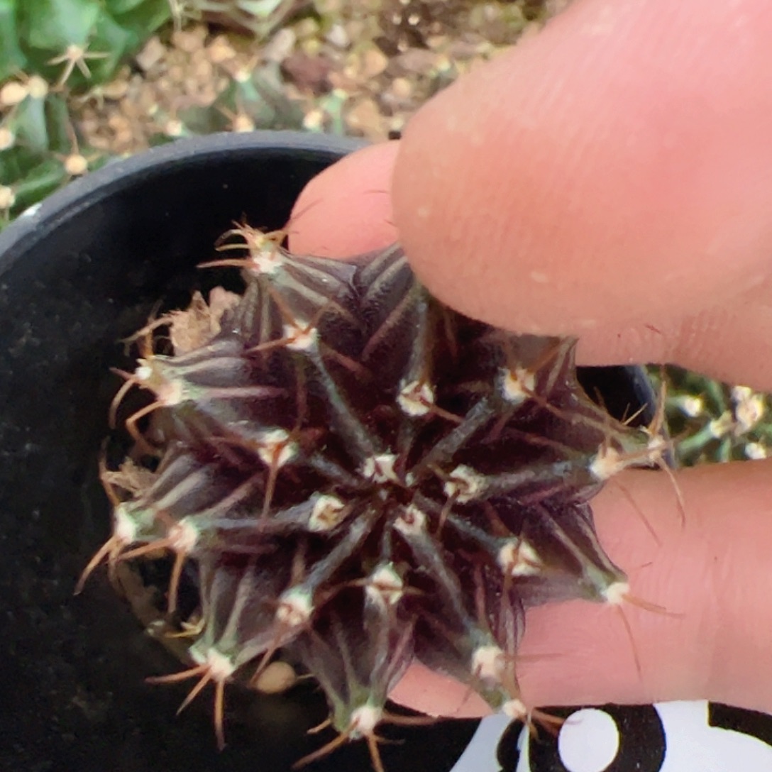 当前无花栽培后可以开花865