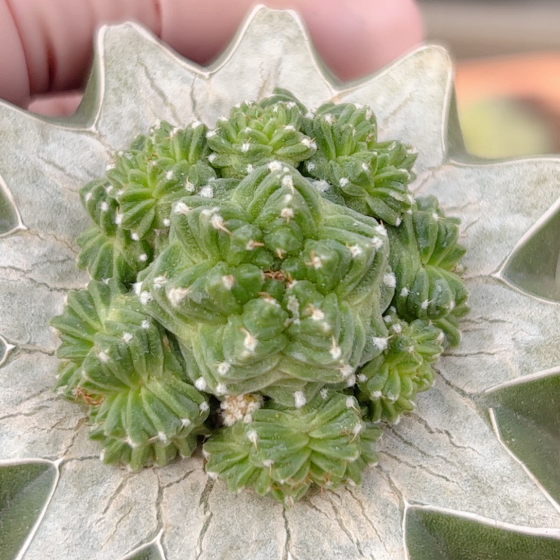 苗接五星花笼仙人球