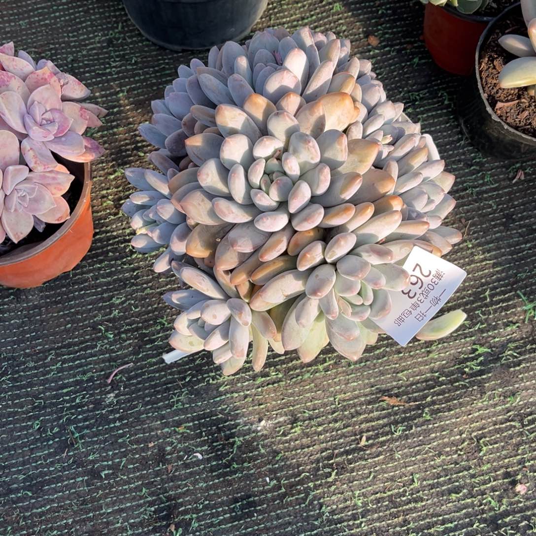 263桃白拉多肉植物……