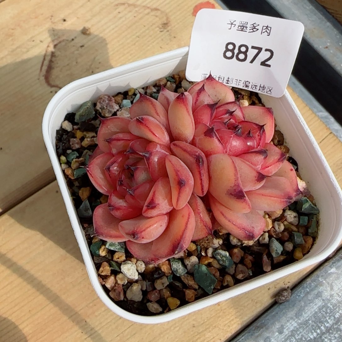 下播福利，8872多肉植物