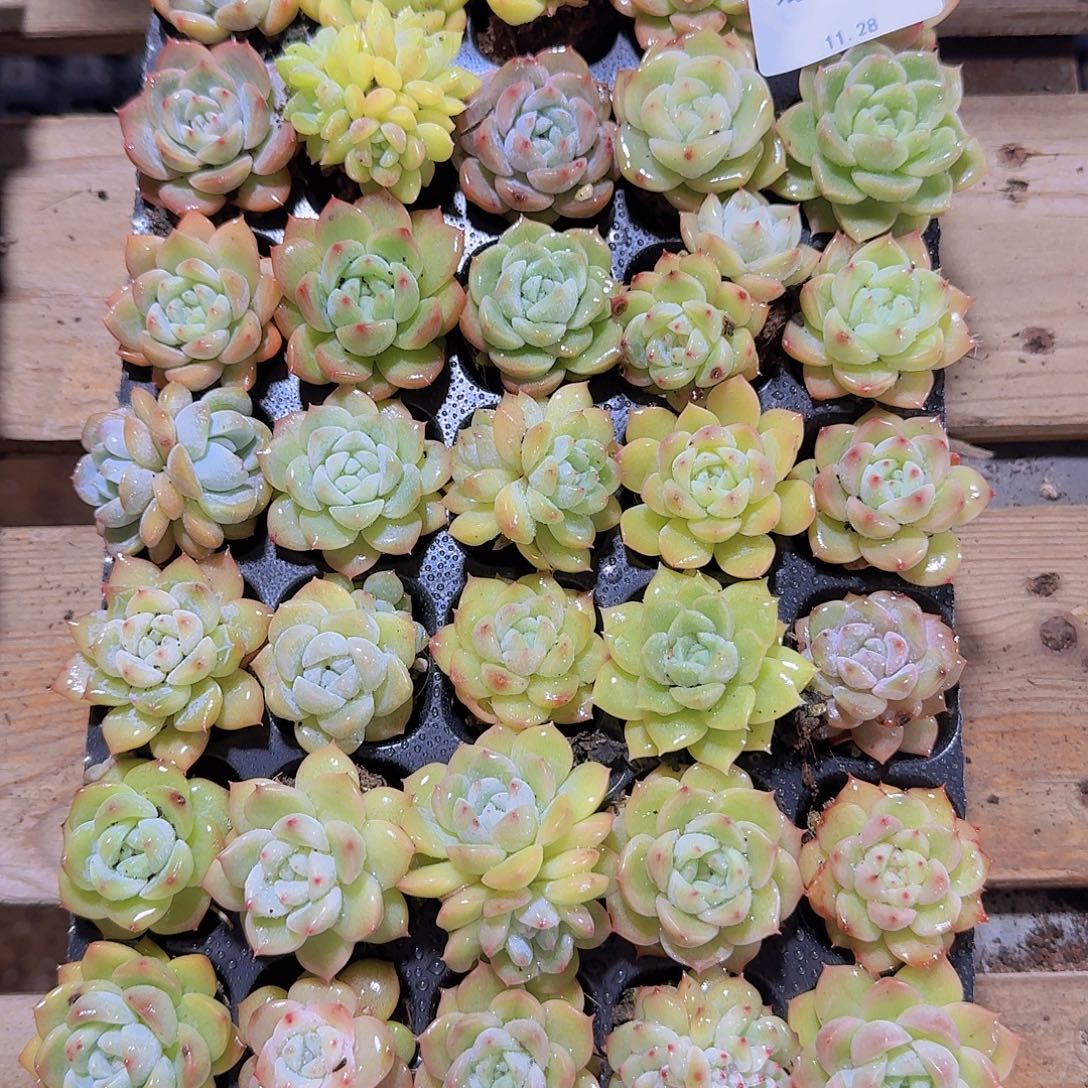 直播福利一物一拍77