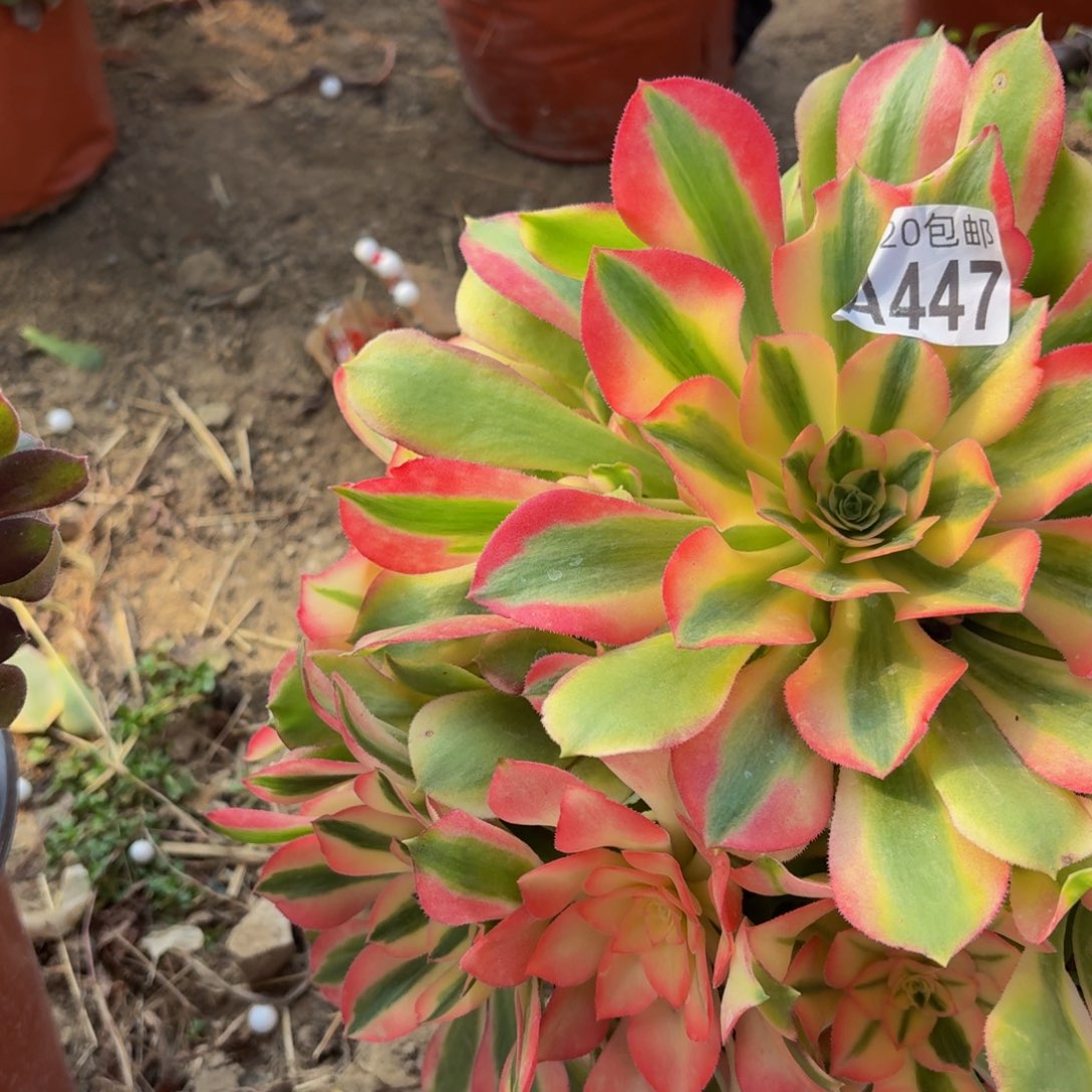 447多肉植物捧花的时候@