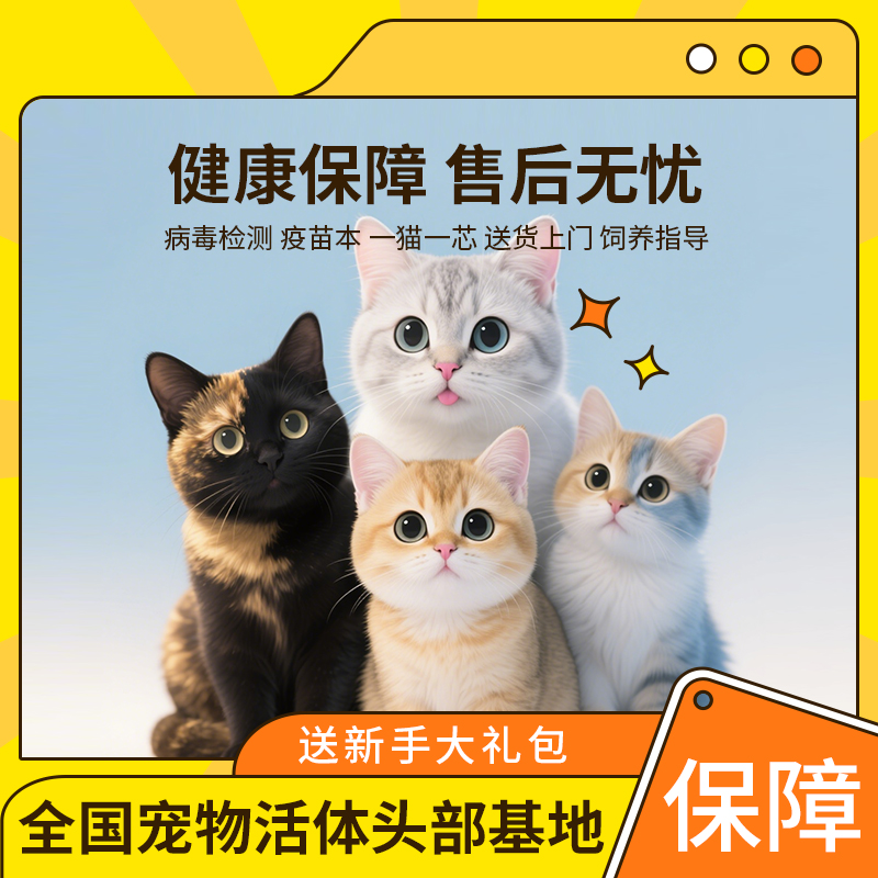 【精品宠物猫】 米努特/矮脚/拿破仑/金渐层/英长/布偶