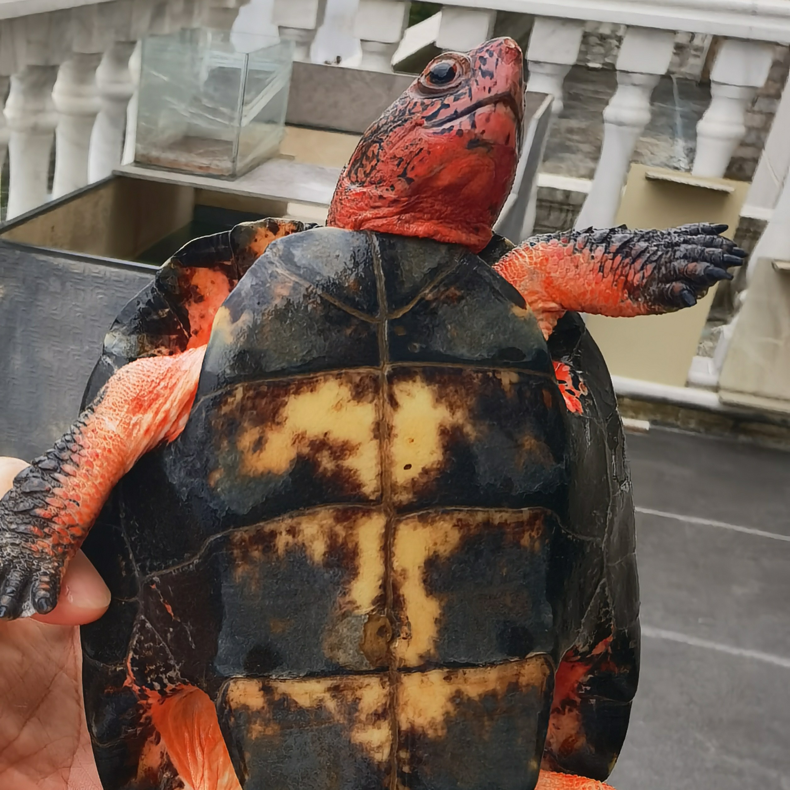 超级海南大头黑颈公龟，鲜红肉色，大眼睛红头红面，观赏药用首选。