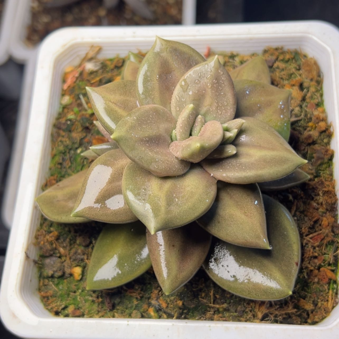 【闪购商品】惜春多肉29.8