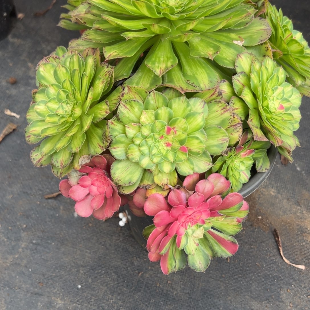 83知否多肉嘻嘻嘻多肉