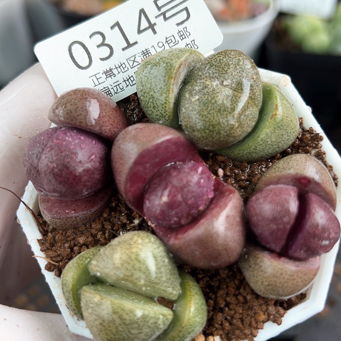 好养易活生石花大母本0314