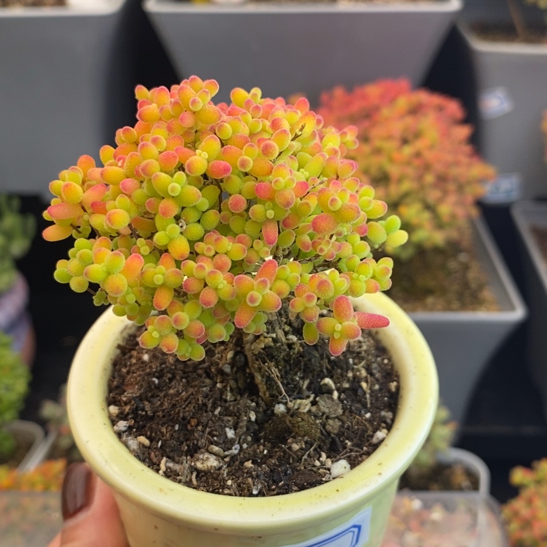 完全开放30号蜜橘（6,5cm）