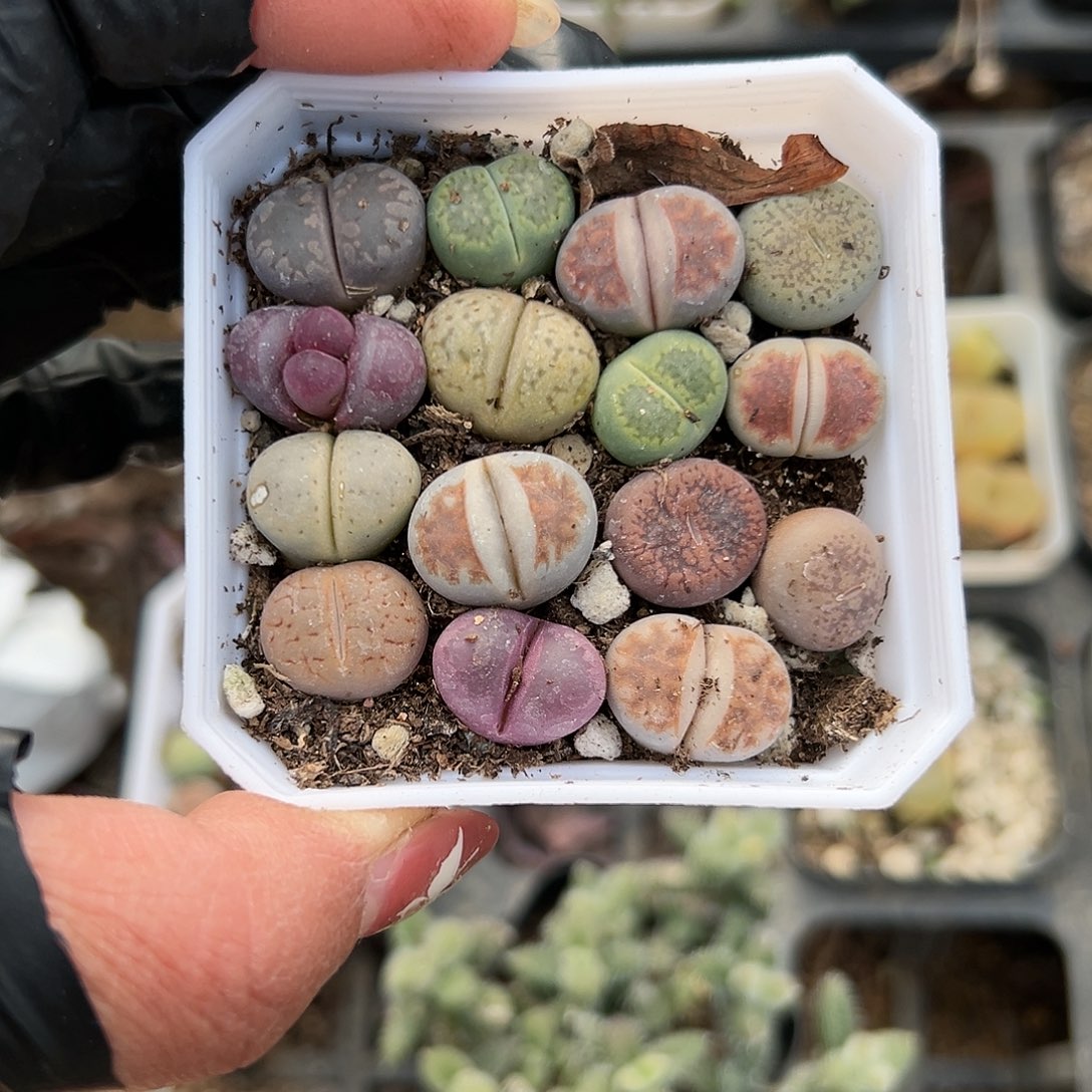 多肉植物多肉植物