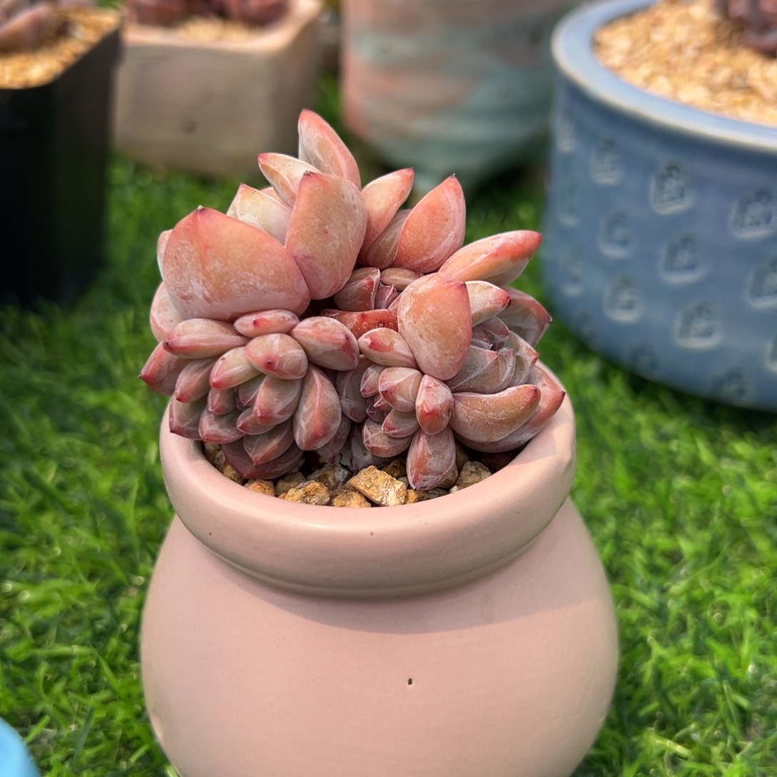 带盆zjvhggbhhvhhhhhh