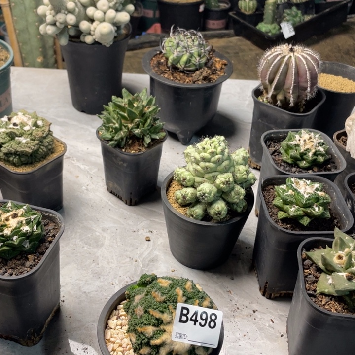 498哥斯拉仙人球一个