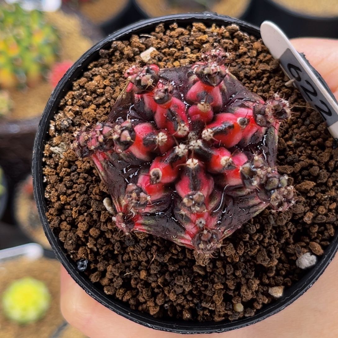 黑美人鱼 米哈仙人球