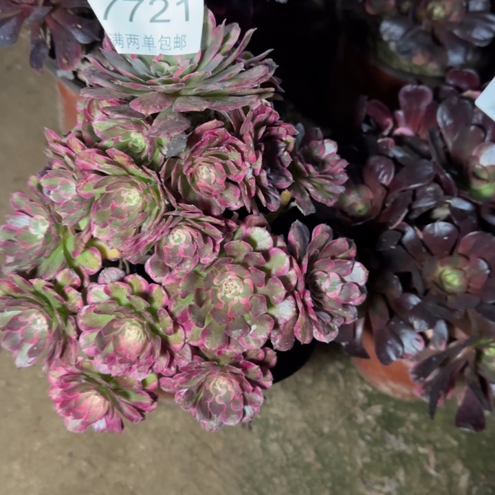 7721霁霁月多肉植物