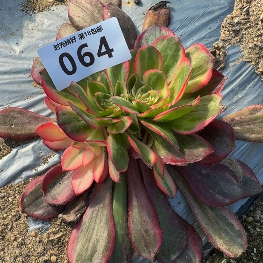 064黑魔锦。多肉植物
