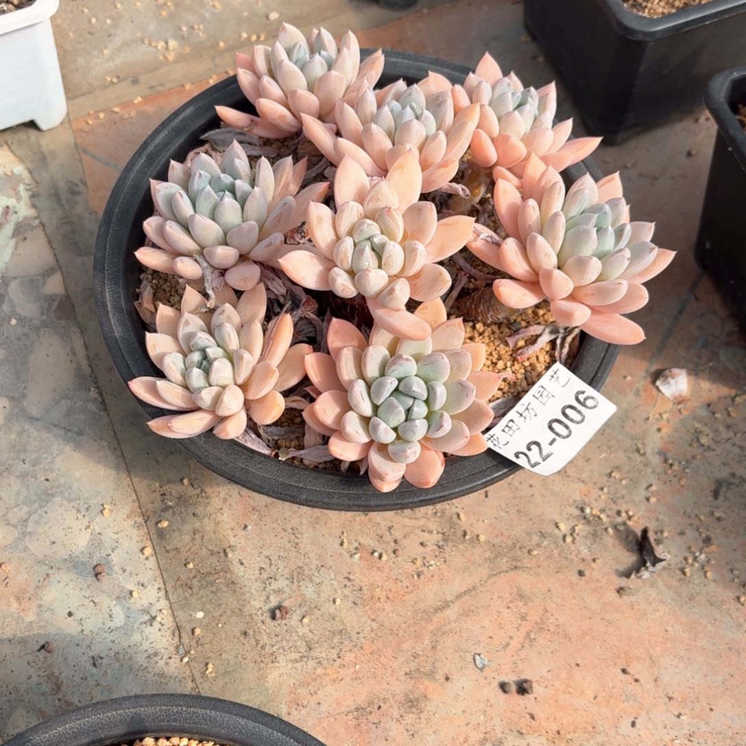 0****022.006美人多肉一个