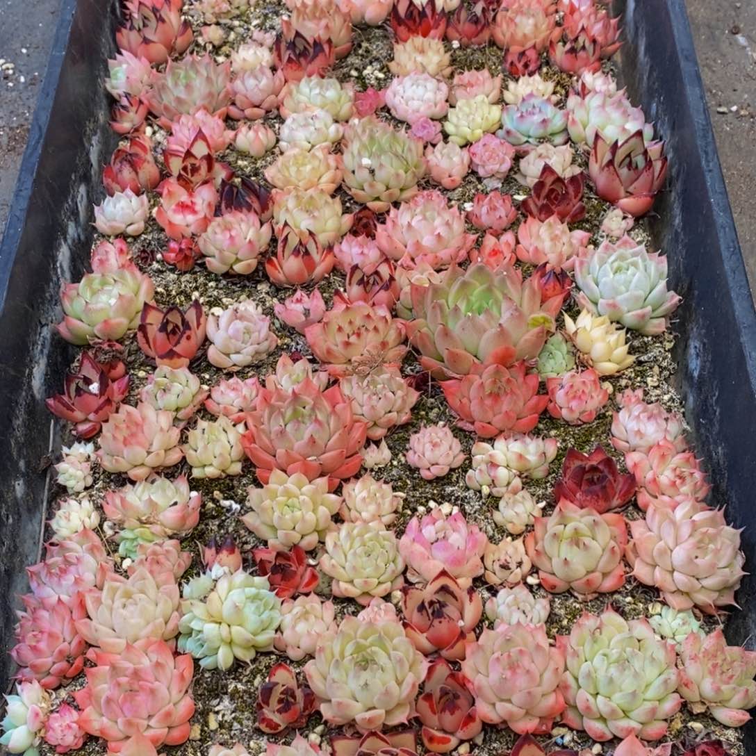 698多人在一起的时候我