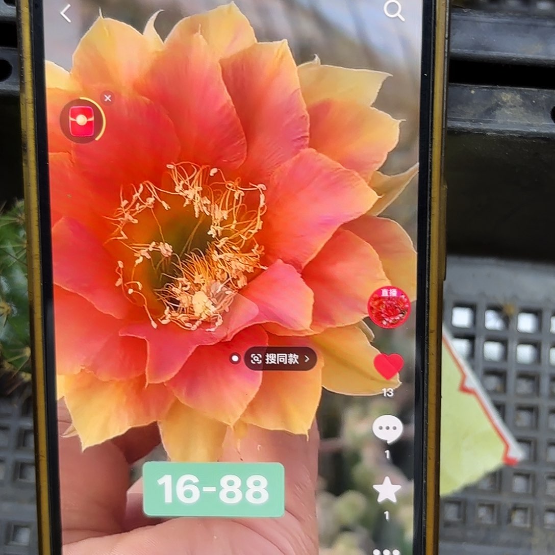 16-88彩侧牙20包邮仙人球20