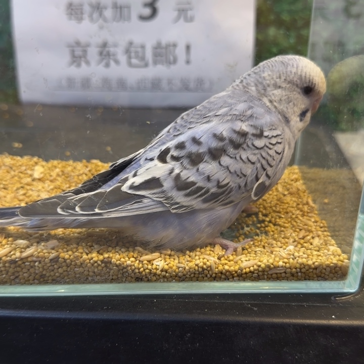 虎皮鹦鹉大头虎皮鹦鹉