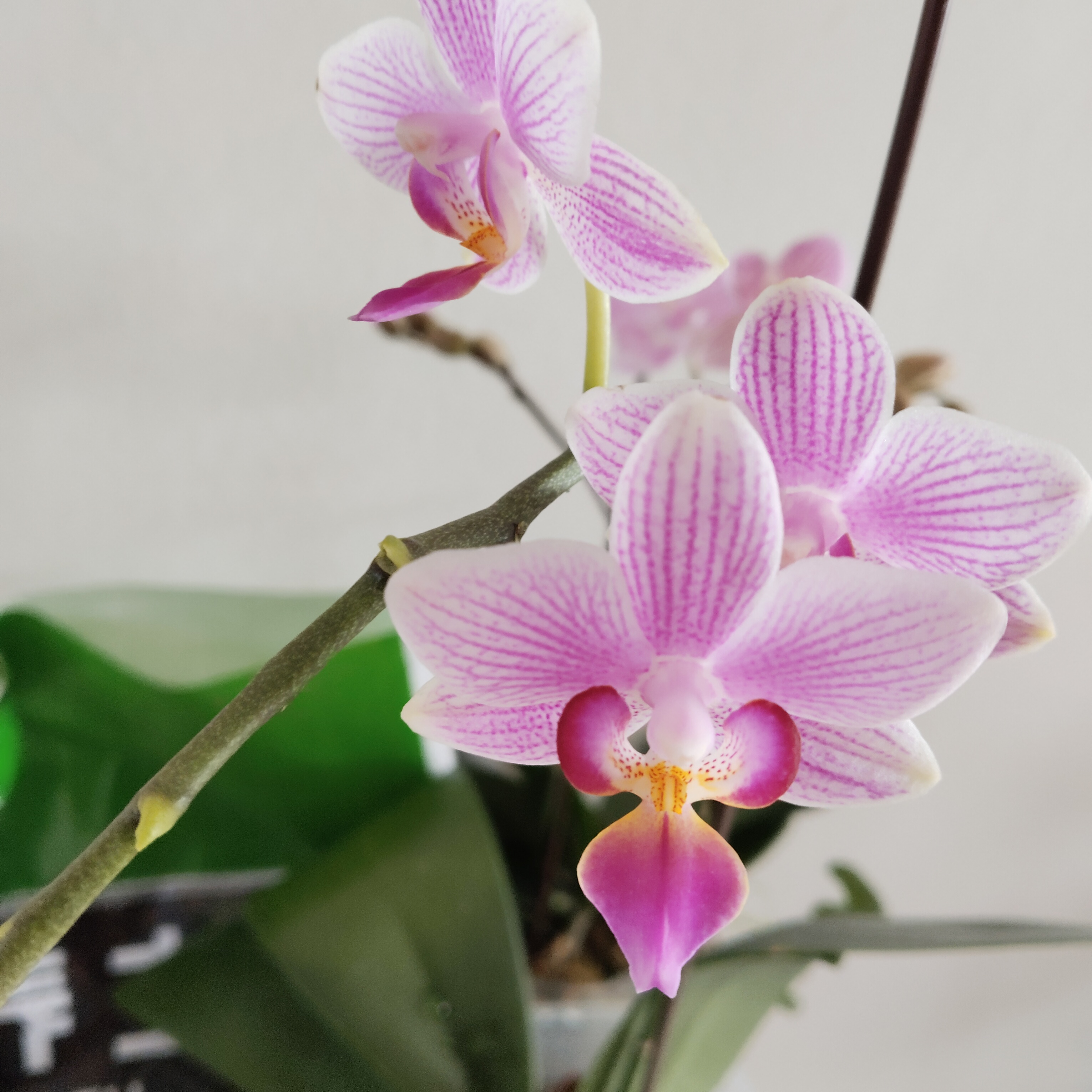 兰科类植物养护套餐松树皮一包加麦饭石一包两个参配使用