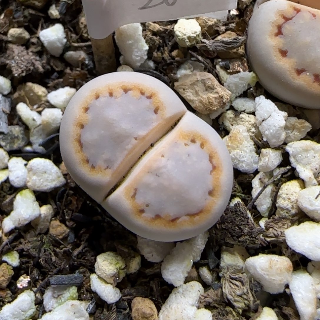 12.11.c216饼干.9070尺寸1.4cm