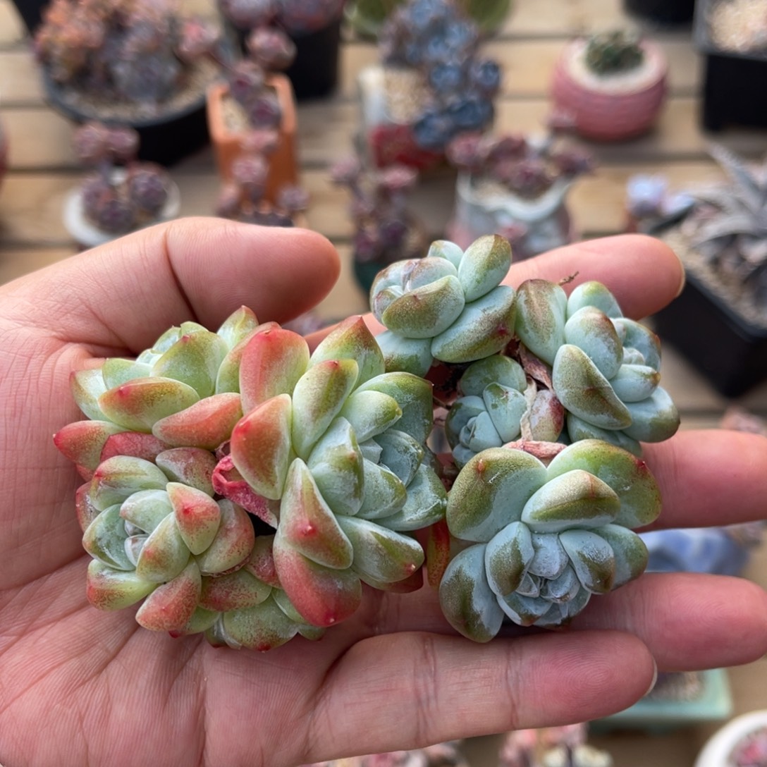 福利款冰玉两颗满68包邮