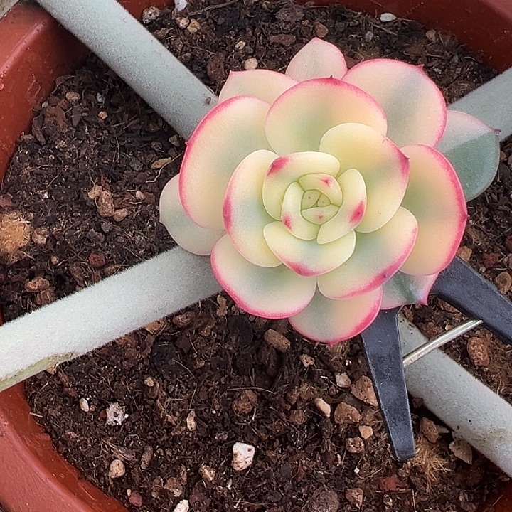 三文鱼锦多肉植物