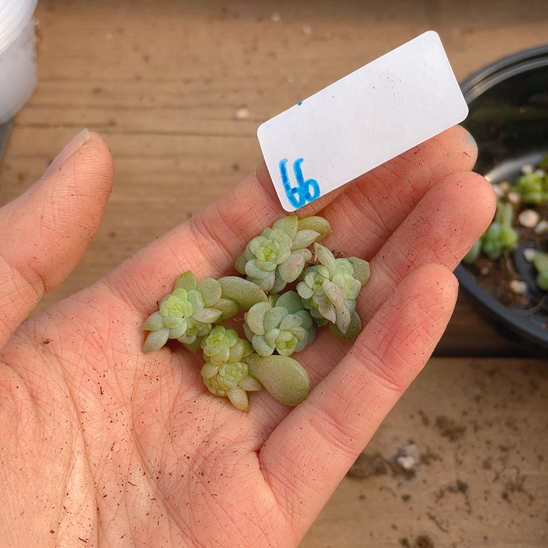 多肉植物多肉植物66