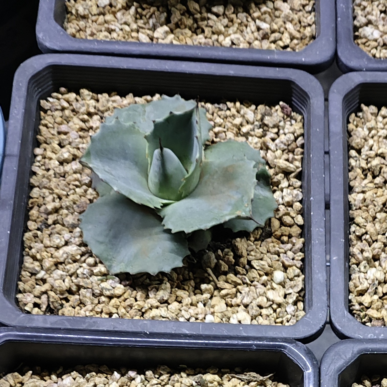 适合室内外的好养侏儒鲸鲸鱼舌龙舌兰多肉植物盆栽