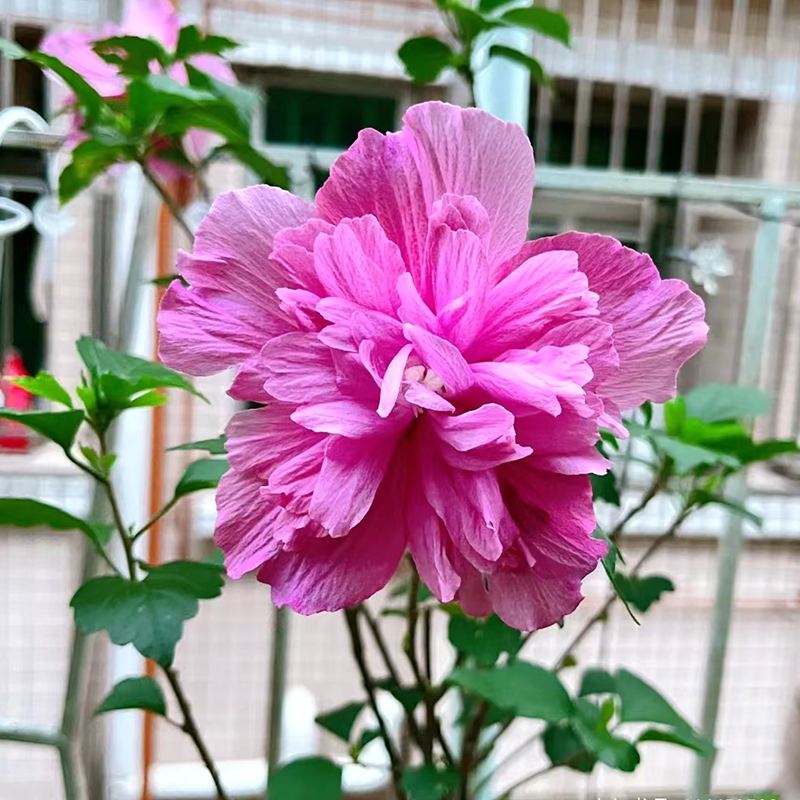 食用木槿花盆栽(可以食用 花期长 耐寒 耐热)庭院阳台开花植物