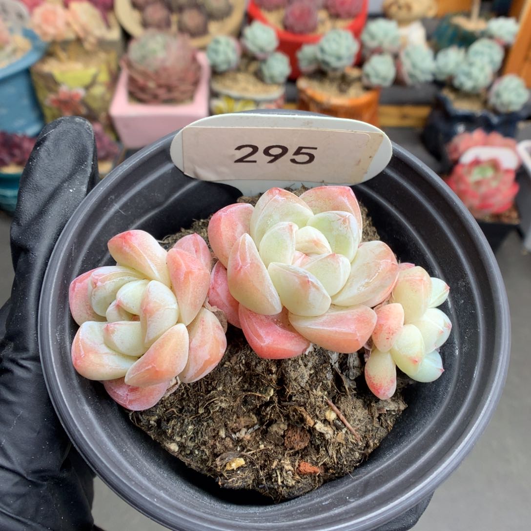 295 粉透一字马冰玉多肉