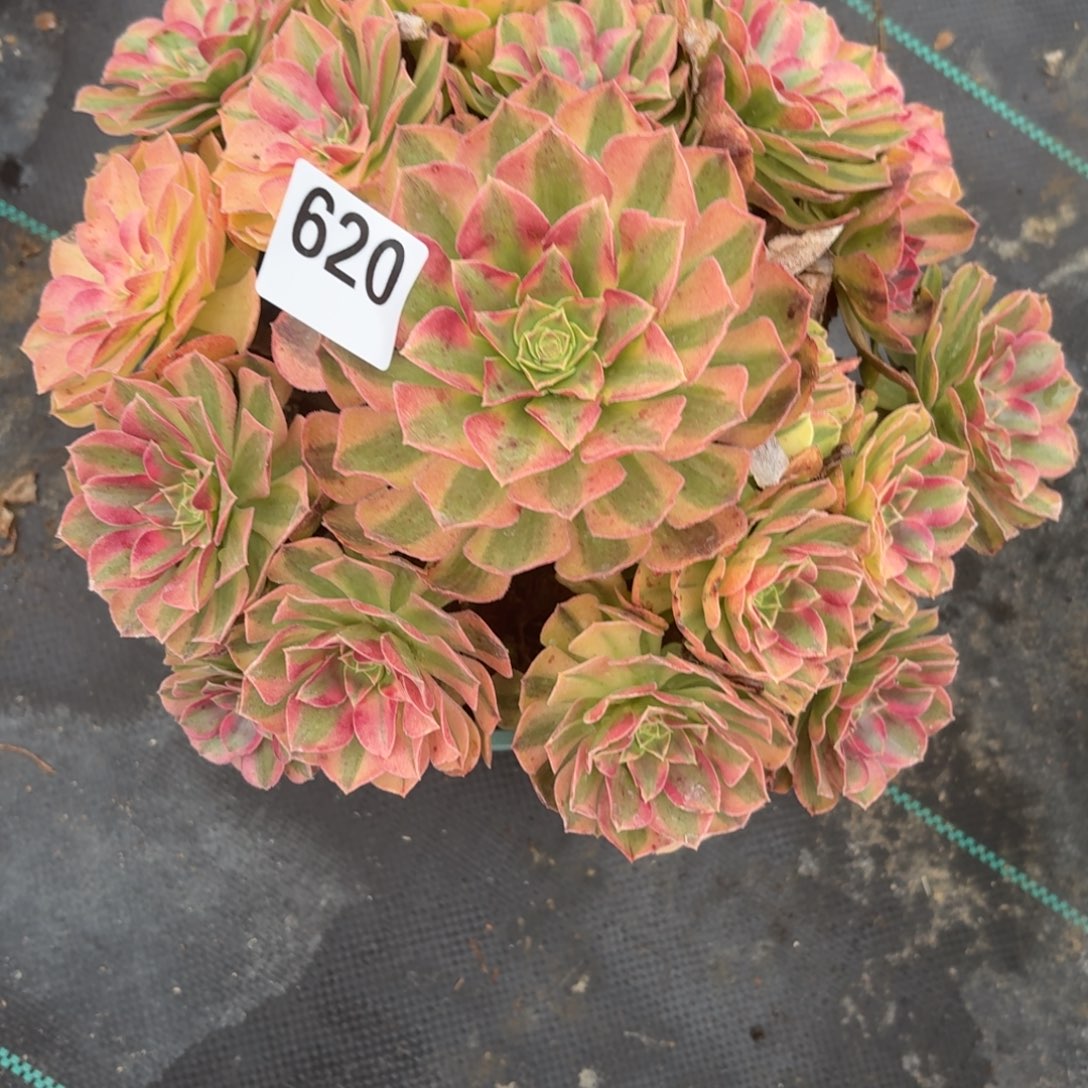 620雨河娜肉植物福利