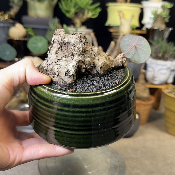 一物一拍老家一叶龟490