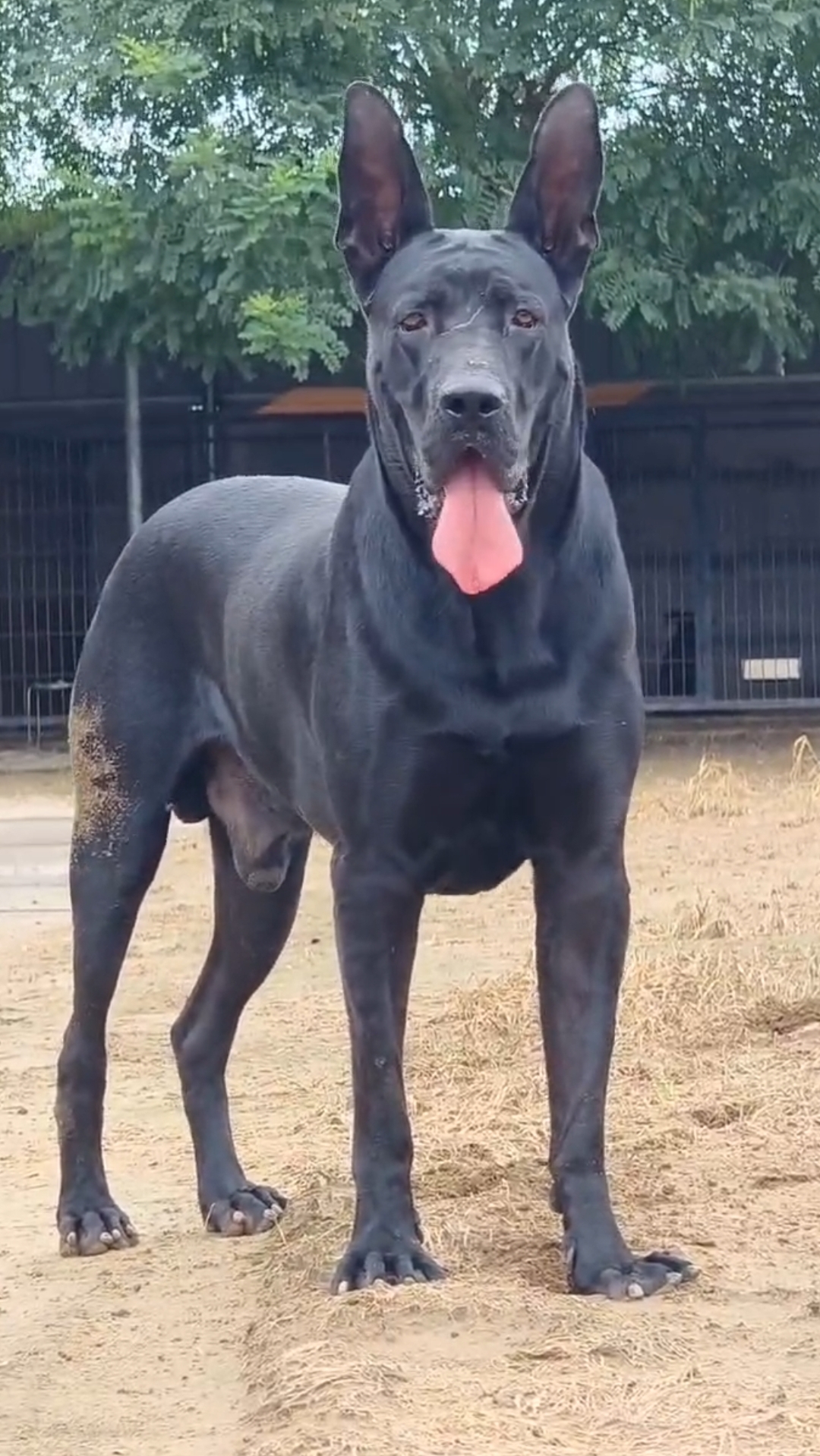 纯种黑狼犬幼犬大型看家护院忠诚护卫宠物狗