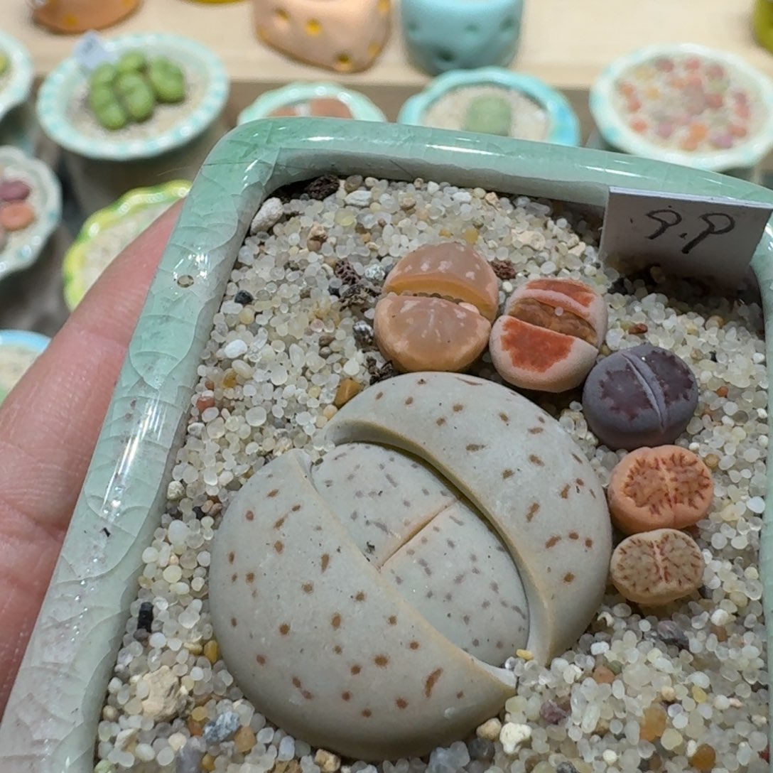 红陶蘑菇976花脚丫