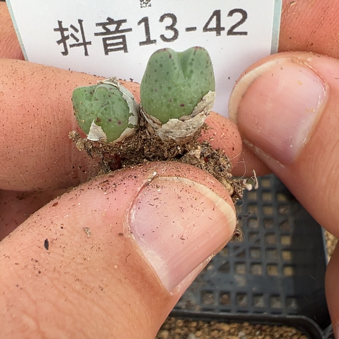 13-42肉锥多肉植物