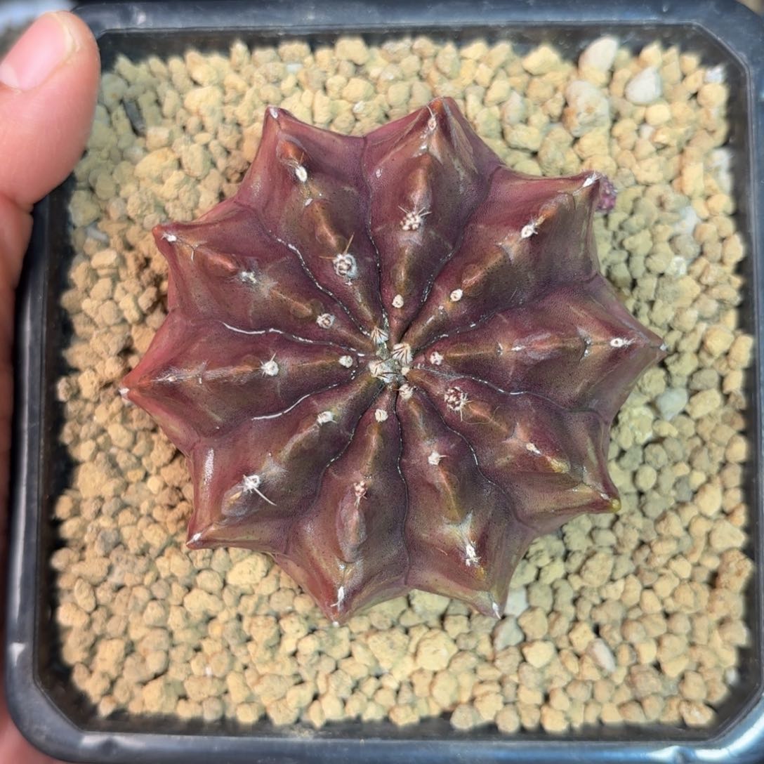 泰系实生梦想仙人球62