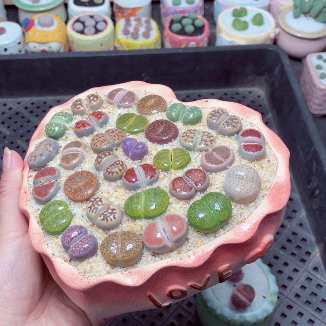 w9075 零下地区拍保温箱 -15支持寄养