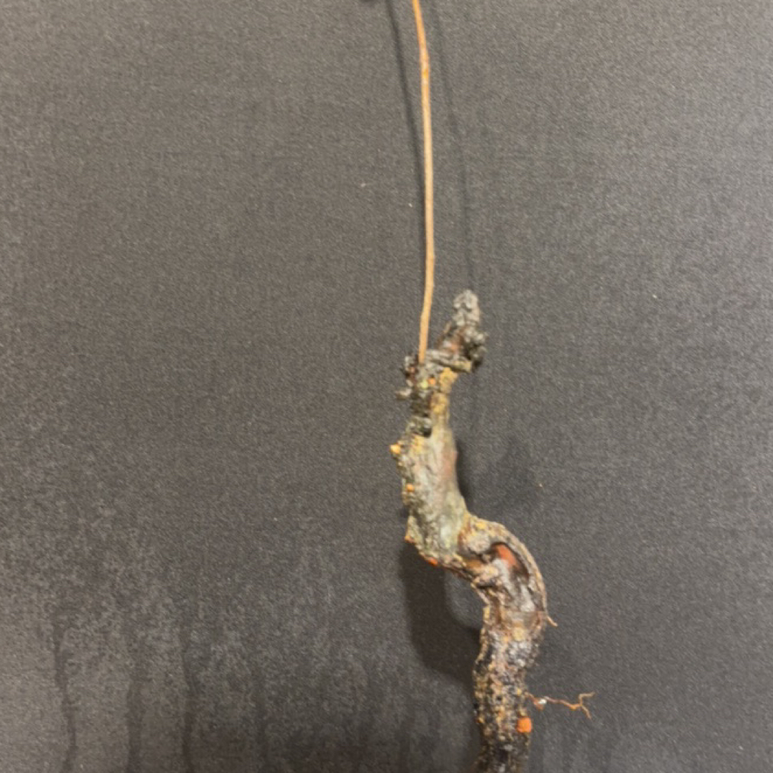 海岛春花一物一拍邮费到付，介意勿拍