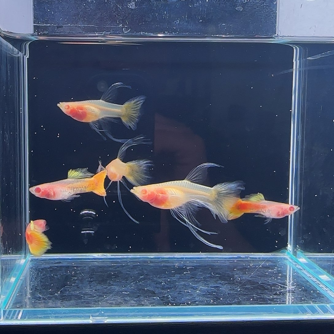 孔雀鱼黄金玻璃体大C 3对