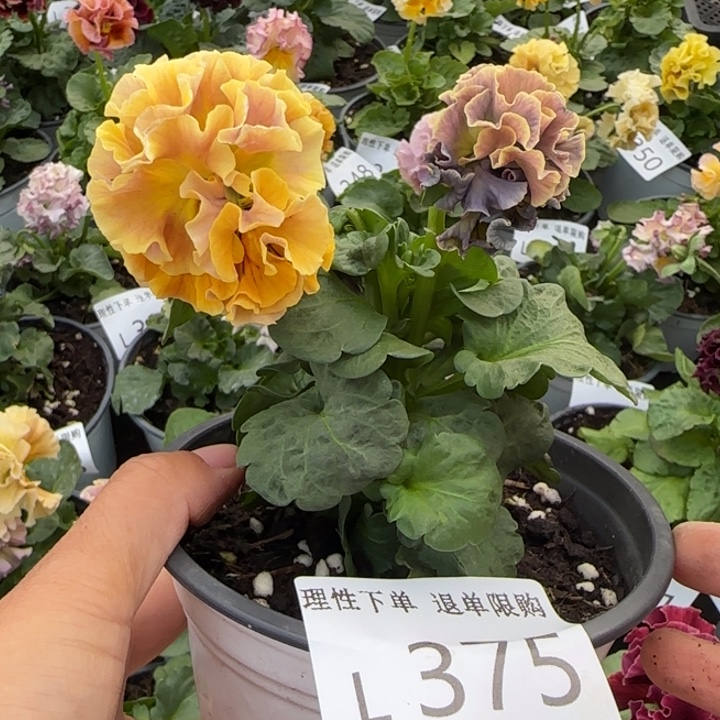 无花朵 L375小苗默认苗晃零下5勿拍