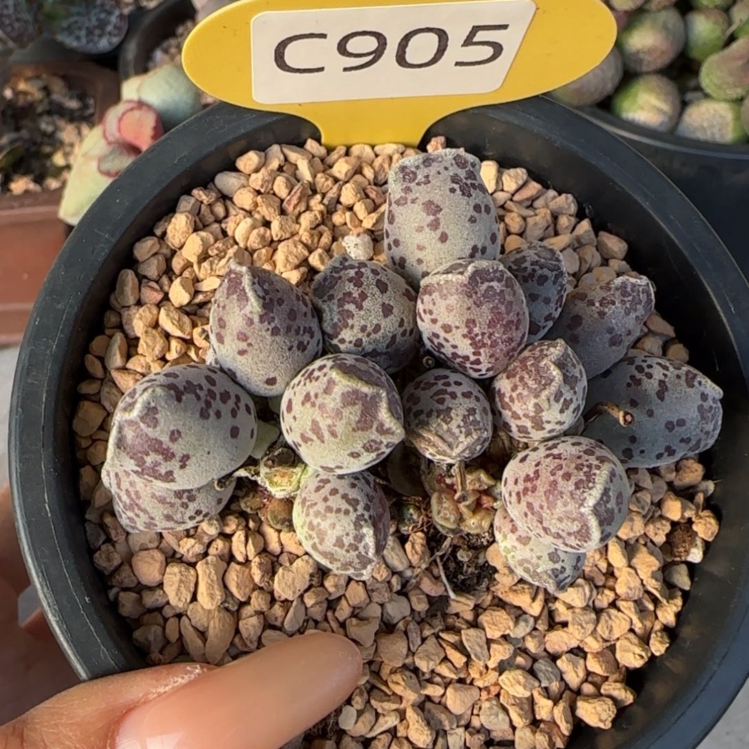 达摩海豹9厘米盆口。 905 