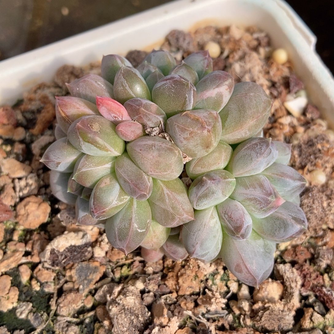 x***xxxx暗纹美人一物一拍