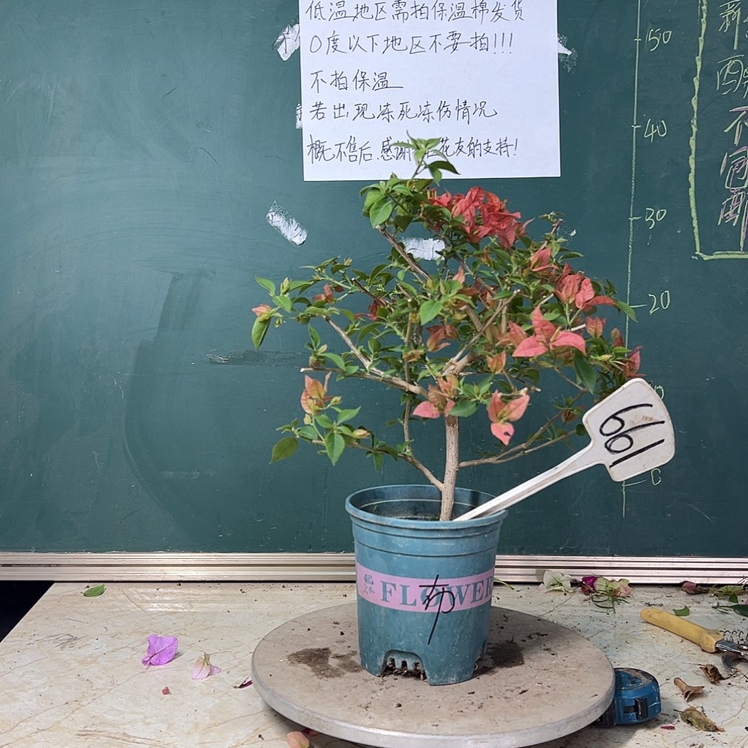 完全开放  布理扎  661