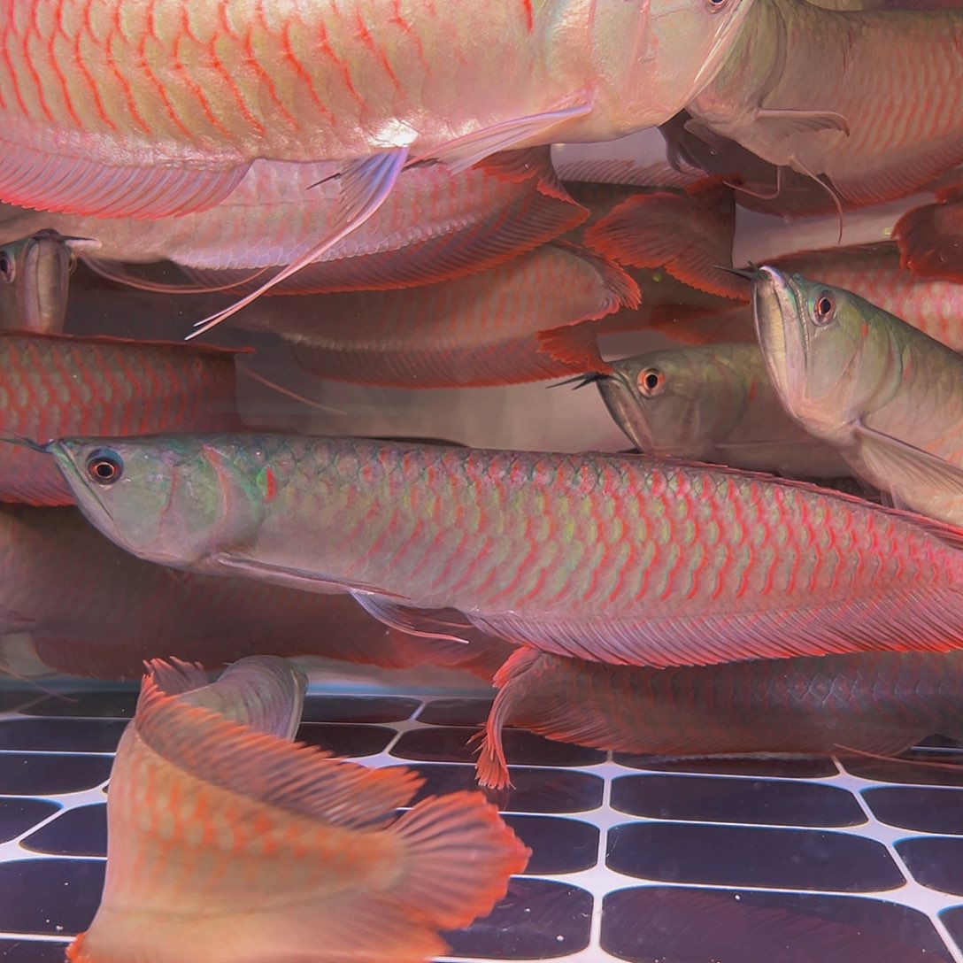 龙鱼向*葵马来西亚七彩