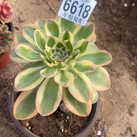 燕姿锦多肉植物法师6618
