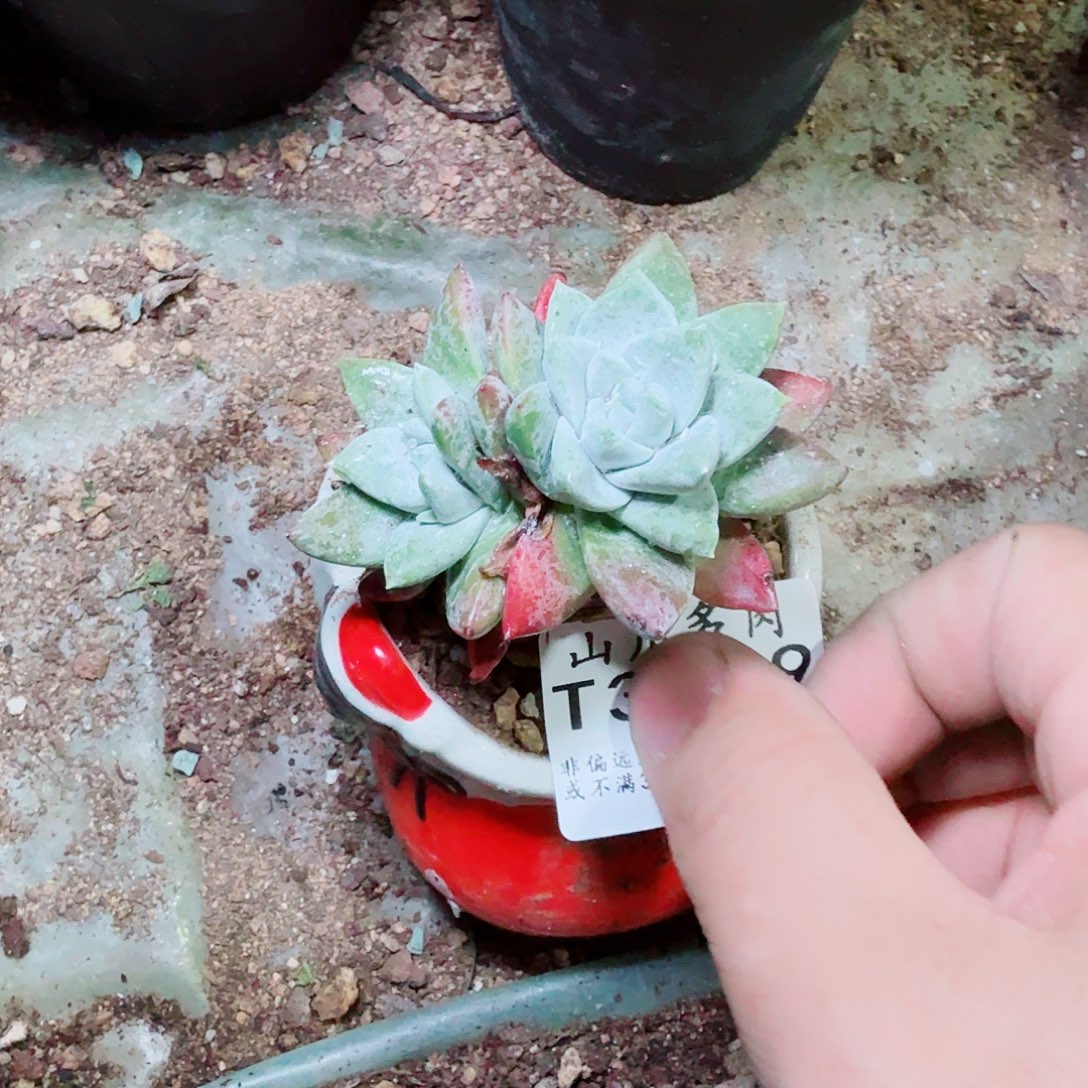 3099刘丹白毫多肉